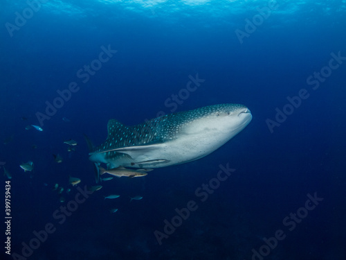 Juvenile whale shark with cobias (Koh Bon, Similan, Thailand)