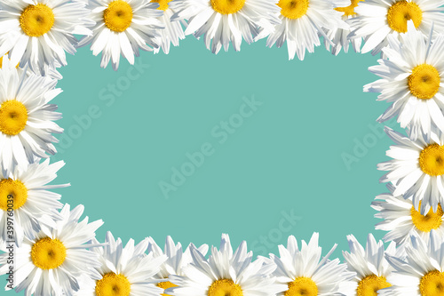 Frame made of daisies on a blue background with space for text. Postcard layout. © Ольга Гусева