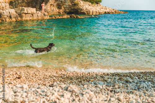 black wet labrador dog at rocky sea beach