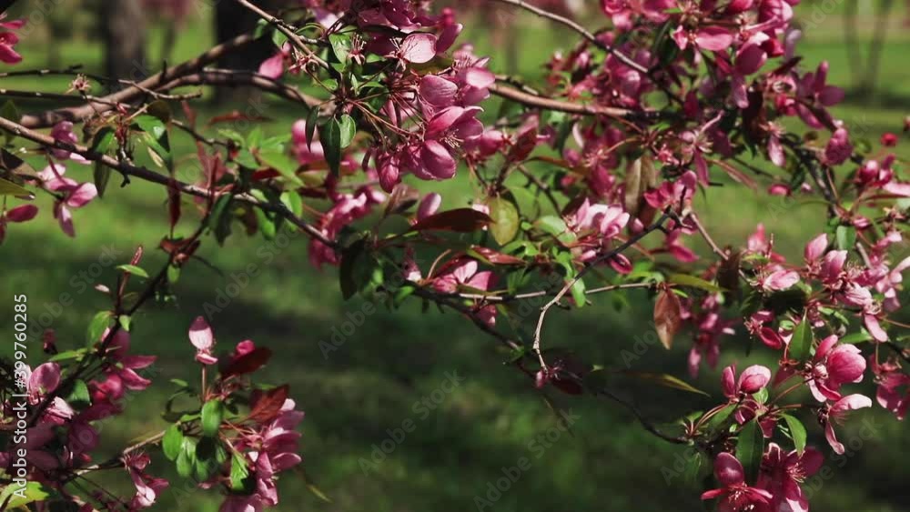 The decorative tree - the paradise apple tree - blooms with beautiful pink leaves. Beautiful spring blossoming branches sway in the wind. The decorative tree - the paradise apple tree - blooms with beautiful pink leaves. Beautiful spring blossoming branches sway in the wind.