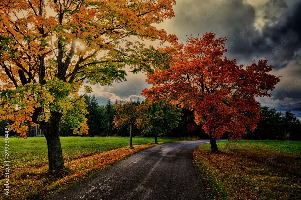 Maple trees with colored leafs along asphalt road at autumn/fall daylight. Countryside landscape, sunlight,cloudy sky.  .