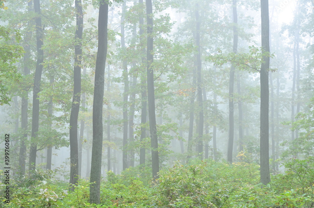 Fototapeta premium Green forest in fog, oak trees with green leafs in foggy conditions,light background.Gloomy magical landscape at autumn/fall. .