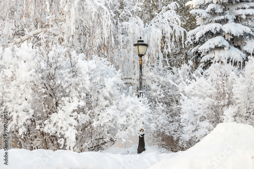 White trees in the snow and a lantern in the city park. Fabulous winter landscape.
