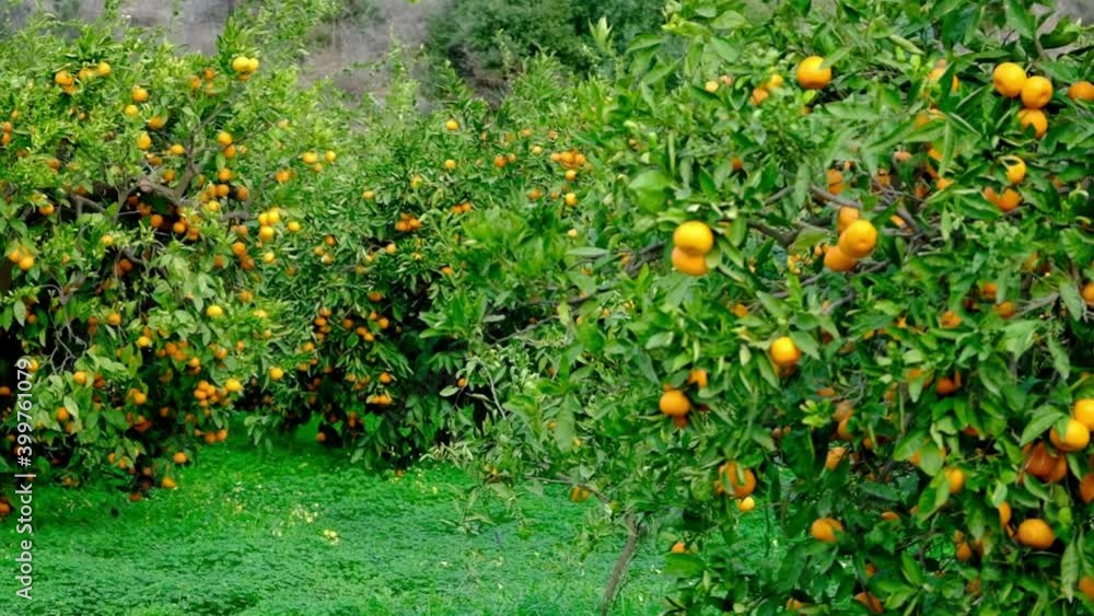 Tangerine tree garden. Branches with yellow and orange mandarin fruits. Tangerine tree garden. Branches with yellow and orange mandarin fruits.