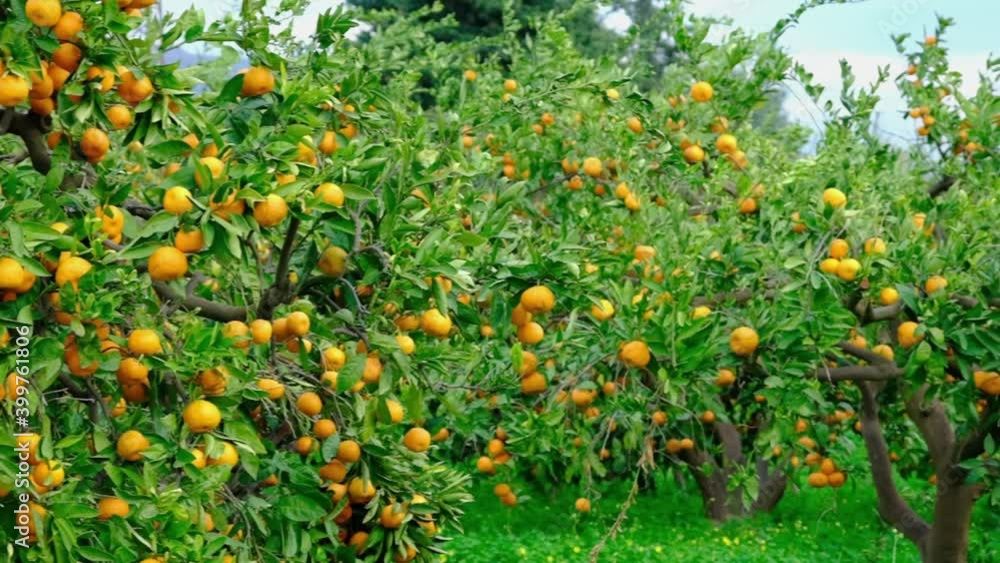 Tangerine tree garden. Branches with yellow and orange mandarin fruits. Tangerine tree garden. Branches with yellow and orange mandarin fruits.