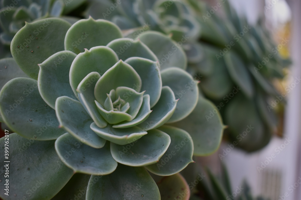 Close-up Echeveria flower . A flower shaped like a rose. Close-up Echeveria flower . A flower shaped like a rose.