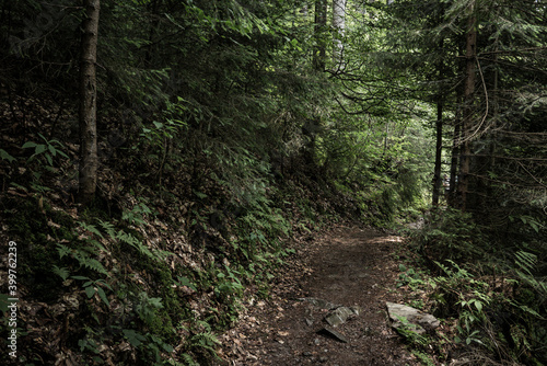 Dark moody forest