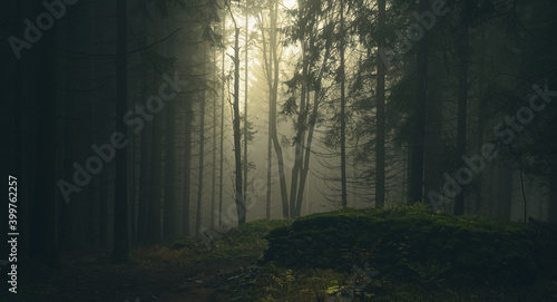 Foggy forest, light coming through trees, stones, moss, wood fern, spruce trees. Gloomy magical landscape at autumn/fall. Jeseniky mountains, Eastern Europe, Moravia. .