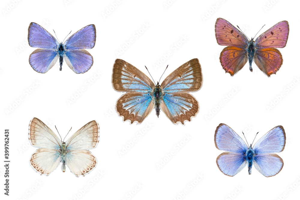 Set of five european blue butterflies on white Set of five european blue butterflies on white
