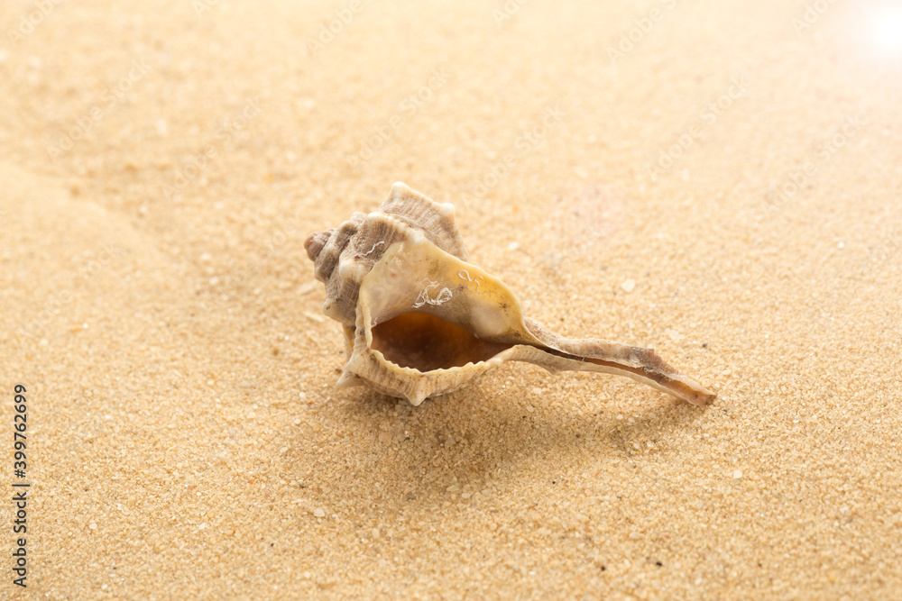 Sea snail shell on the tropical sandy beach Sea snail shell on the tropical sandy beach
