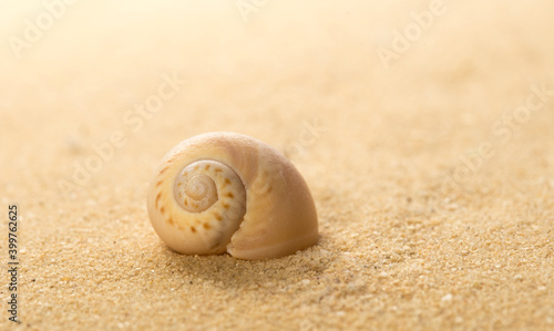  Round Sea snail shell on the mediterranean sandy beach