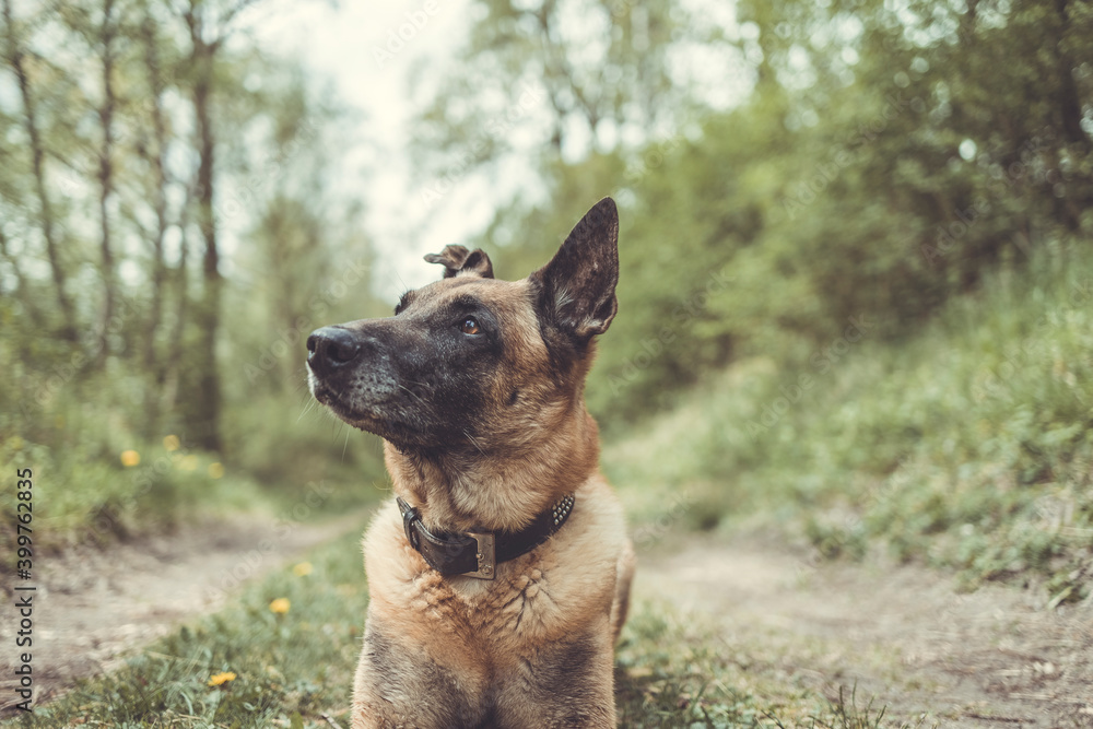 Malinois, Belgischer Schäferhund liegt in der Platzstellung. Querformat. Malinois, Belgischer Schäferhund liegt in der Platzstellung. Querformat.