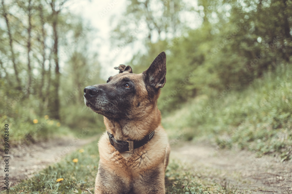 Belgischer Schäferhund liegt am Waldboden. Hat ein schwarzes Halsband um. Querformat Belgischer Schäferhund liegt am Waldboden. Hat ein schwarzes Halsband um. Querformat