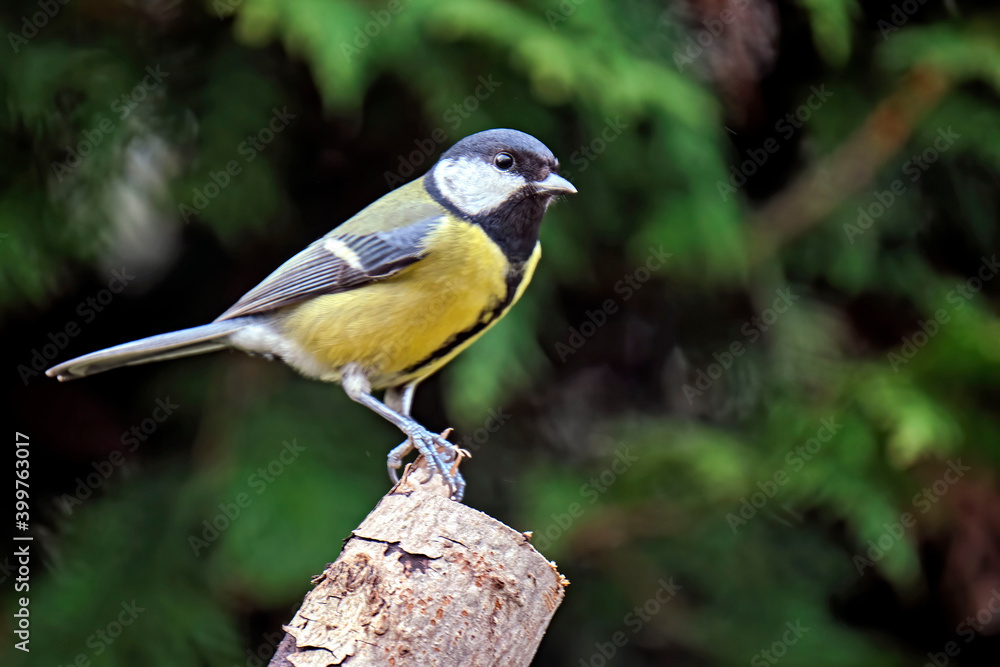 Fototapeta premium Kohlmeise ( Parus major ).