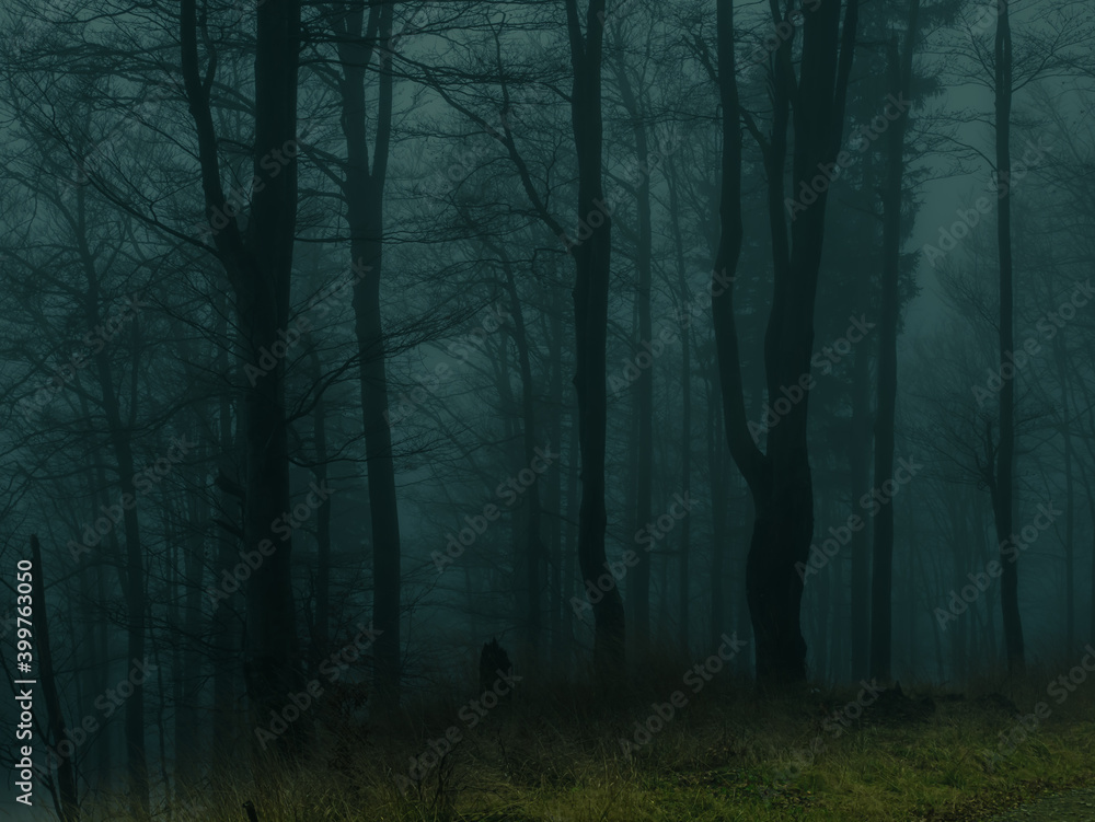 Obraz premium Creepy beech trees forest in Jeseniky mountains at autumn. Gloomy hilly foggy landscape, tree trunks. Jeseniky mountains, Eastern Europe, Moravia. .