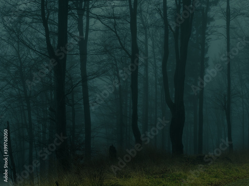 Creepy beech trees forest in Jeseniky mountains at autumn. Gloomy hilly foggy landscape, tree trunks. Jeseniky mountains, Eastern Europe, Moravia.  .