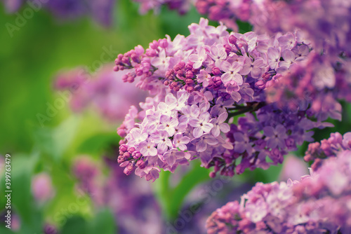 Spring lilac flowers