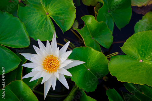 White lotus flower and green leaves in the pond.