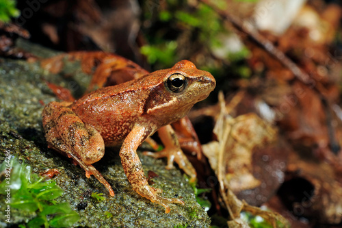 Italian stream frog // Italienischer Frosch (Rana italica) photo