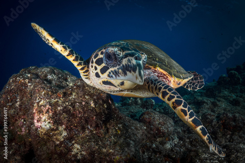 Hawksbill sea turtle swimming in the water above the coral reef