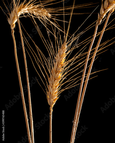 Trigo 