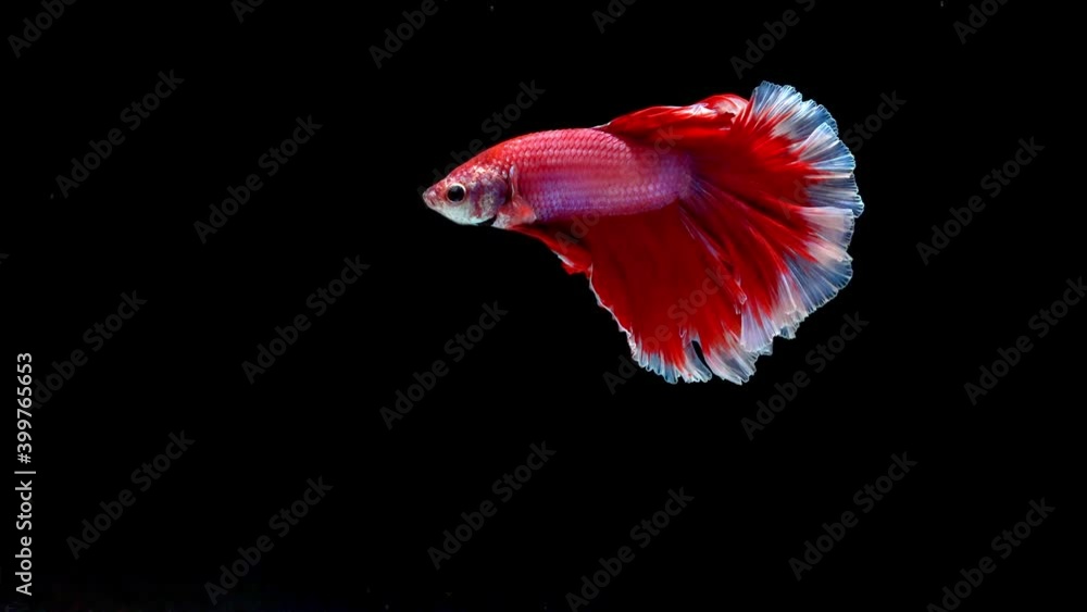 Siamese fighting fish (Betta splendens) Siamese fighting fish (Betta splendens)