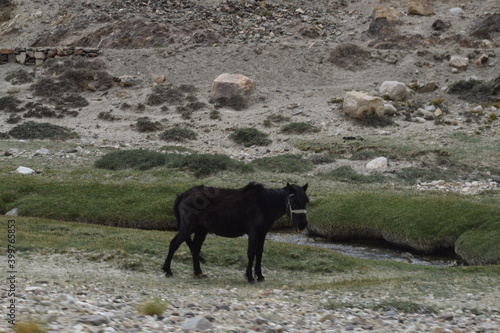 horses in the field