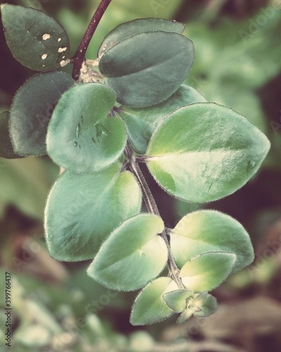 photo of hoya kerrii in the garden photo