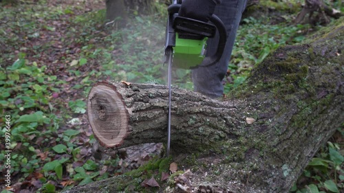 Sawing off a branch from an old oak tree with an electric battery-powered chainsaw in the forest in autumn