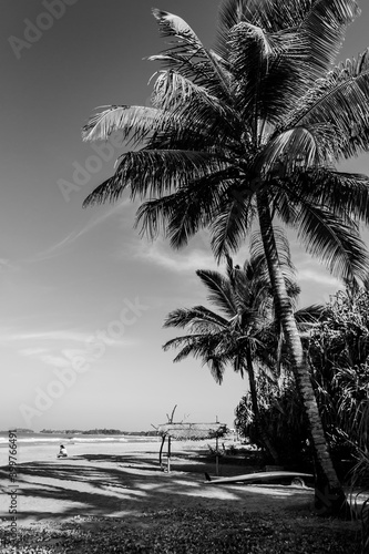 palm tree on the beach © Thanh