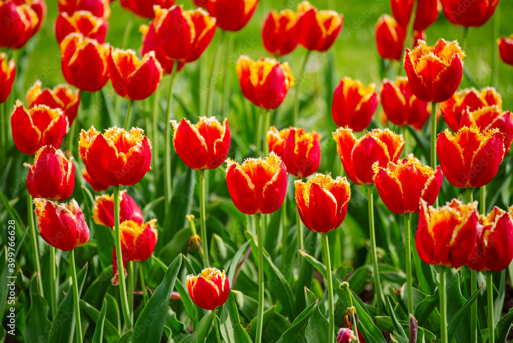 Orange tulip flowers Orange tulip flowers