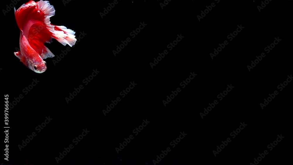 Siamese fighting fish (Betta splendens) Siamese fighting fish (Betta splendens)