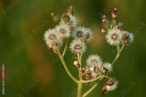 Orangerotes Habichtskraut  Hieracium aurantiacum   