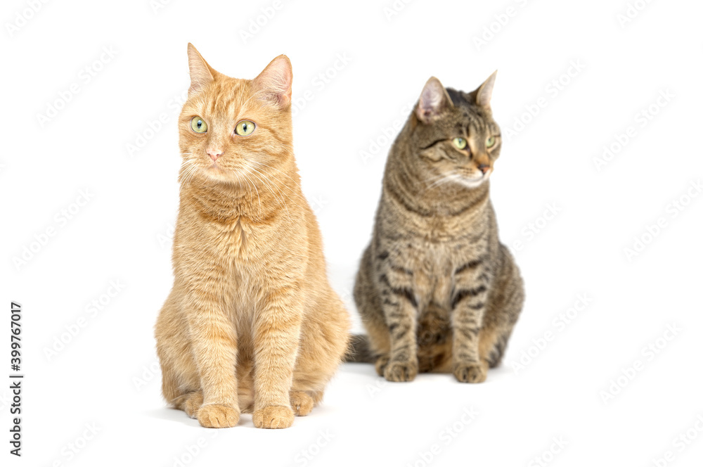 Two adult tabby cats sitting isolated on white background