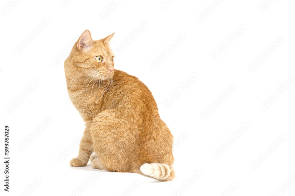 Adult red tabby cat sitting isolated on white background Adult red tabby cat sitting isolated on white background