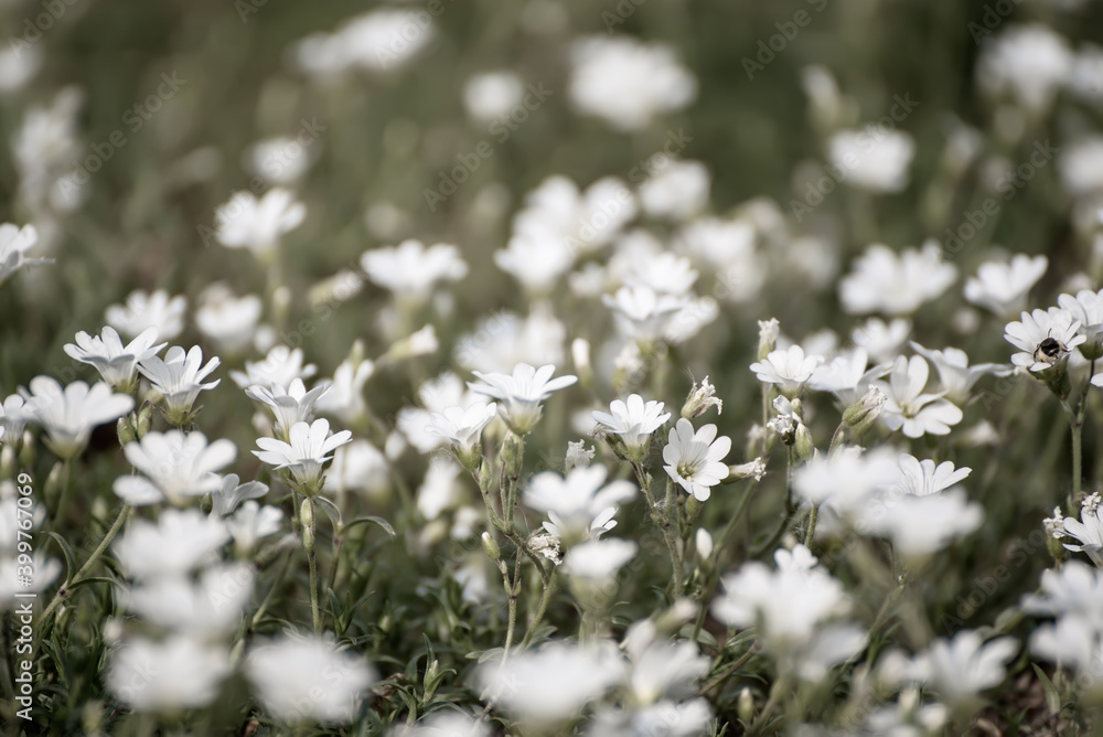 White spring flowers White spring flowers