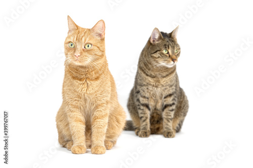 Two adult tabby cats sitting isolated on white background