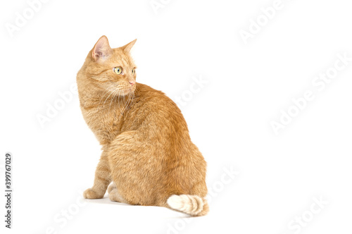 Adult red tabby cat sitting isolated on white background