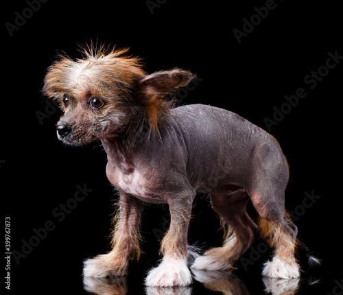 Chinese Crested puppy standing sideways on a black background.
