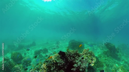 Wallpaper Mural Underwater tropical colourful soft-hard corals seascape. Underwater fish reef marine. Philippines. Torontodigital.ca