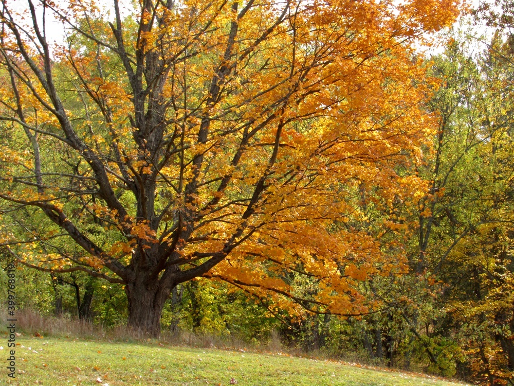 autumn trees in the park