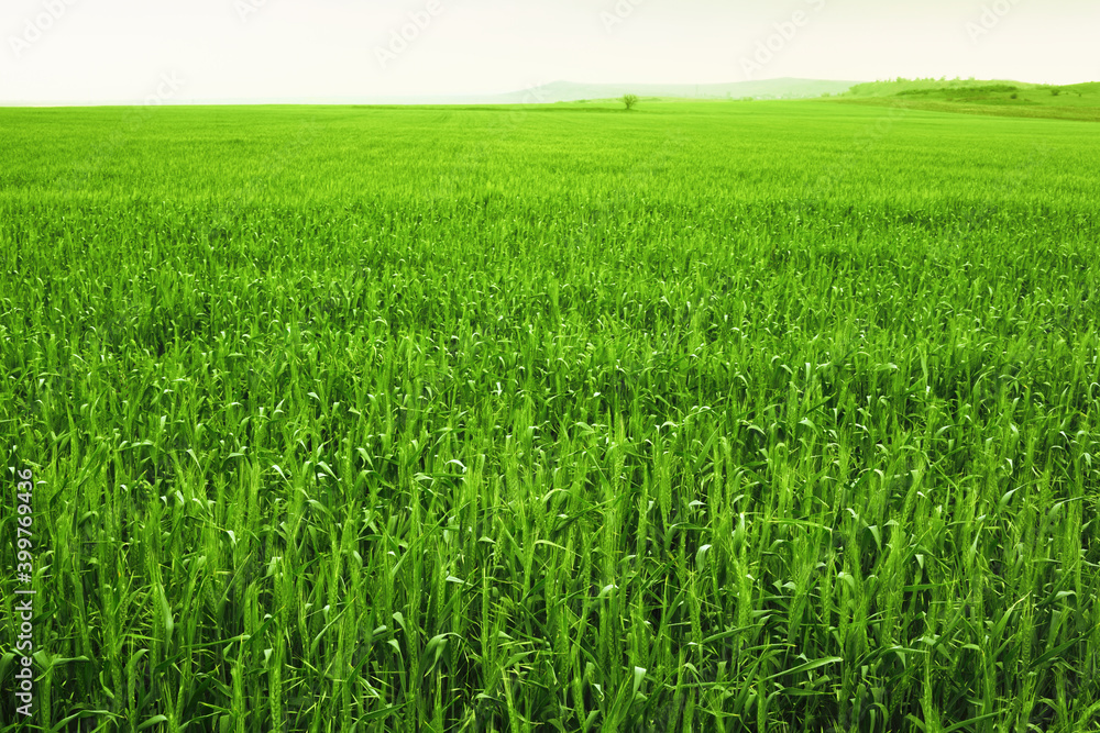 Agricultural fields on a spring morning. Agricultural fields on a spring morning.