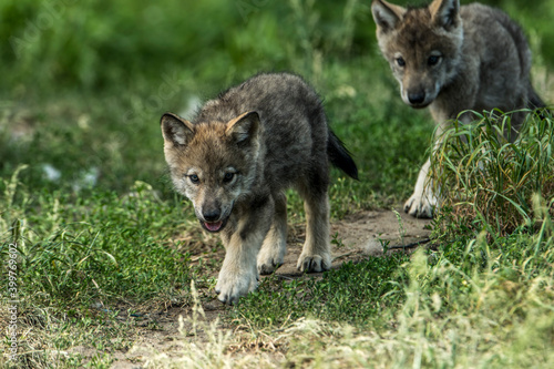 Gray Wolf Pups © Michael