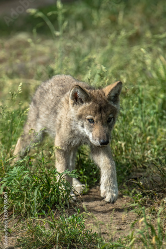 Timber Wolf Pup © Michael