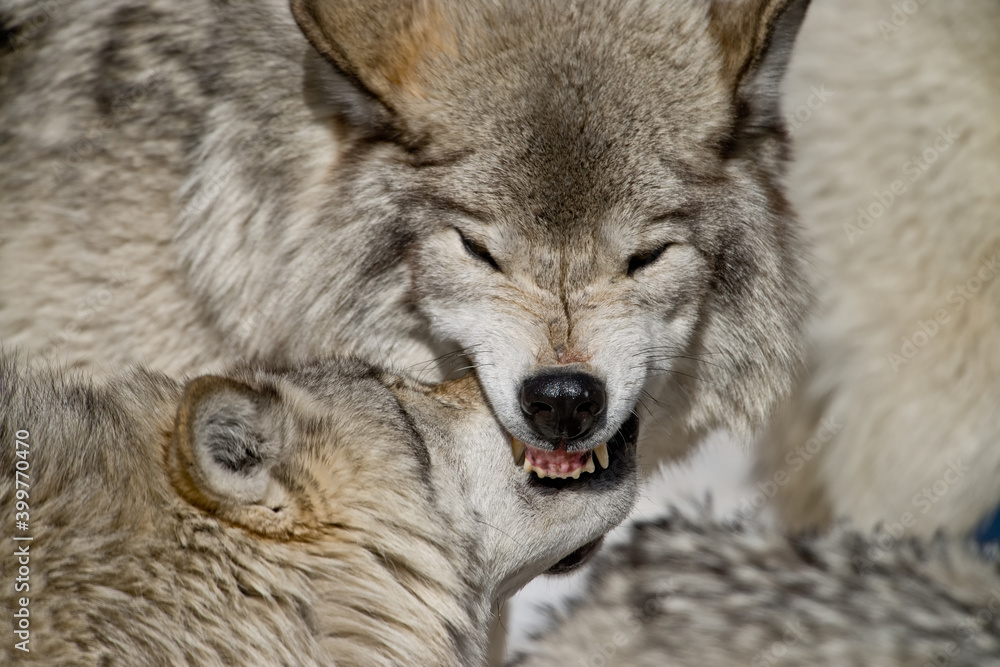 Fototapeta premium Whose The Boss