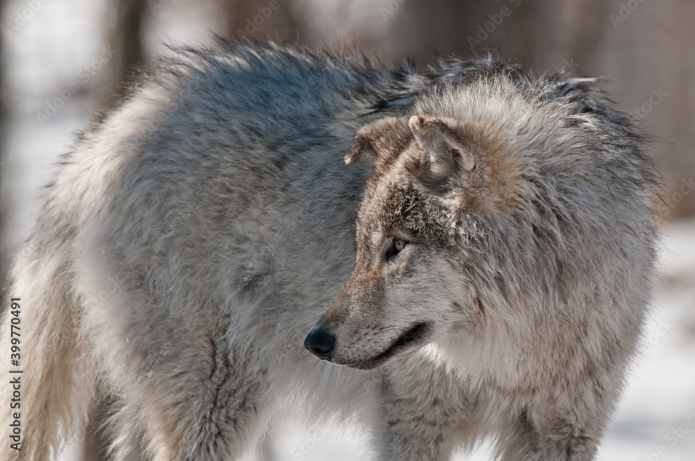 Young Gray Wolf Young Gray Wolf