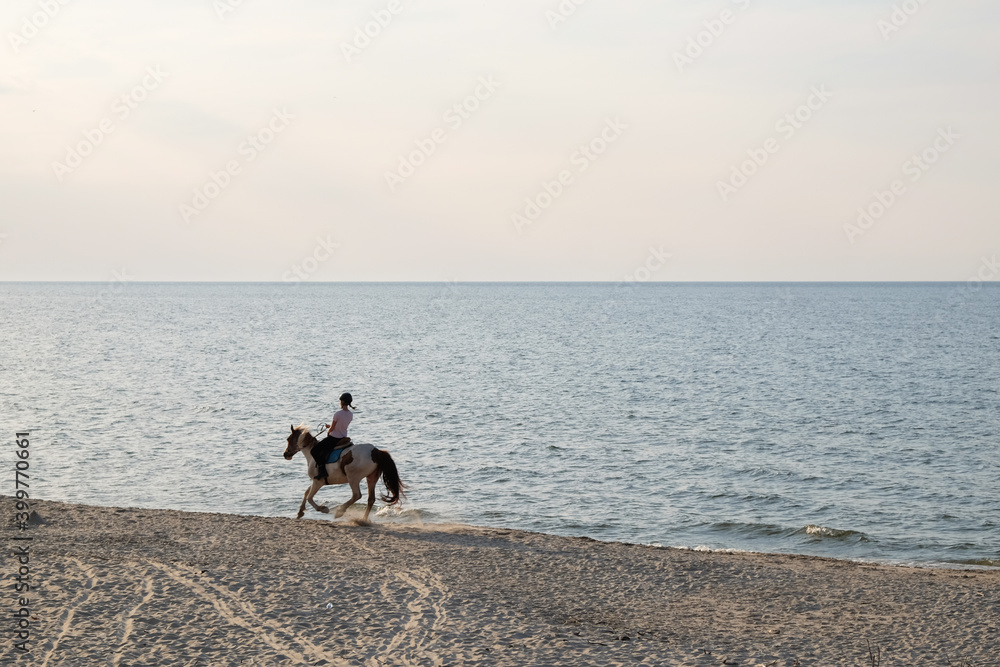 Galopujący koń nad morzem - obrazy, fototapety, plakaty 