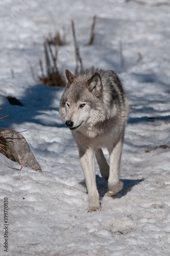 Gray Wolf Running In Snow © Michael