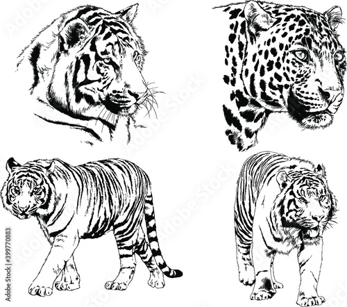 vector drawings sketches different predator   tigers lions cheetahs and leopards are drawn in ink by hand   objects with no background