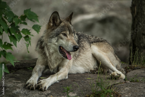 Eastern Timber Wolf On Rock